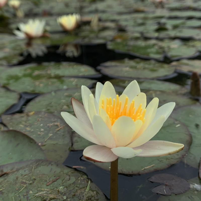 Nymphaea 'Parc de la Tête d'Or', nénuphar rustique couleur cuivre