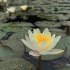 Nymphaea 'Parc de la Tête d'Or', nénuphar rustique couleur cuivre