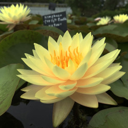 Nymphaea 'Double Yellow', nénuphar rustique couleur jaune