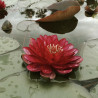 Nymphaea 'Manee Red', nénuphar rustique couleur rouge