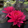 Nymphaea 'Tan-kwhan', nénuphar rustique couleur rouge