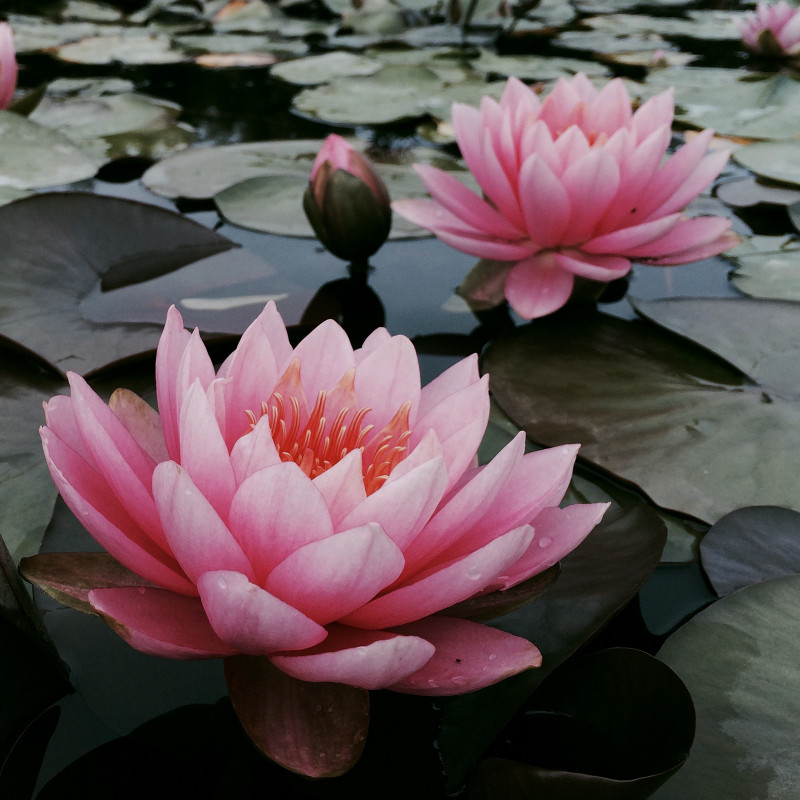 Nymphaea 'Zores', nénuphar rustique couleur rose