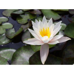 Nymphaea 'Hazorea Dagan White', nénuphar blanc rustique