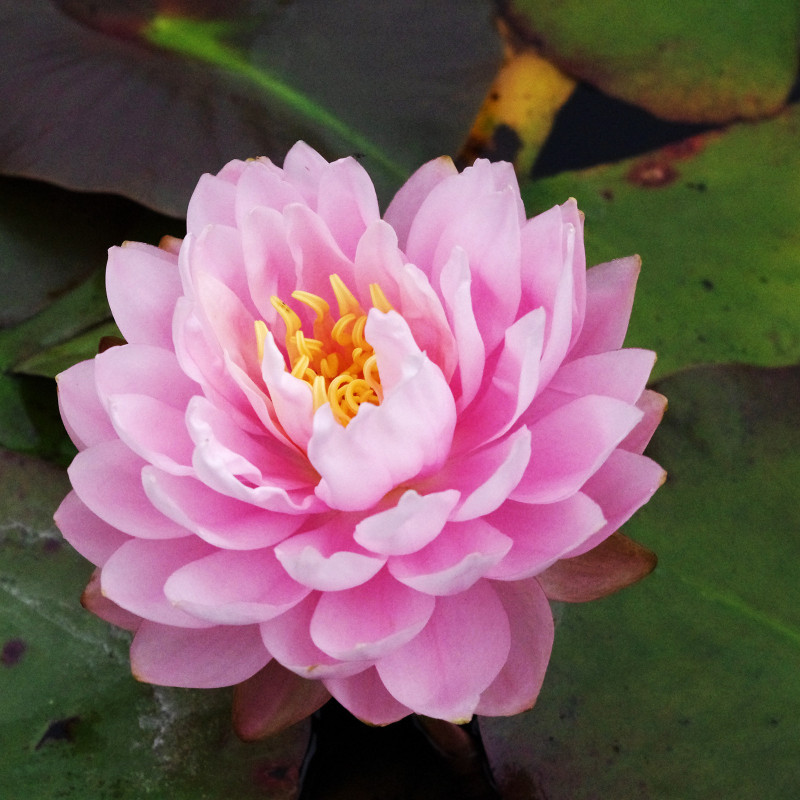 Nymphaea 'Dahlia', nénuphar rustique couleur rose