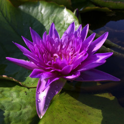 Nymphaea 'King of Siam', nénuphar tropical diurne