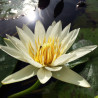 Nymphaea 'Marian Strawn', nénuphar tropical diurne