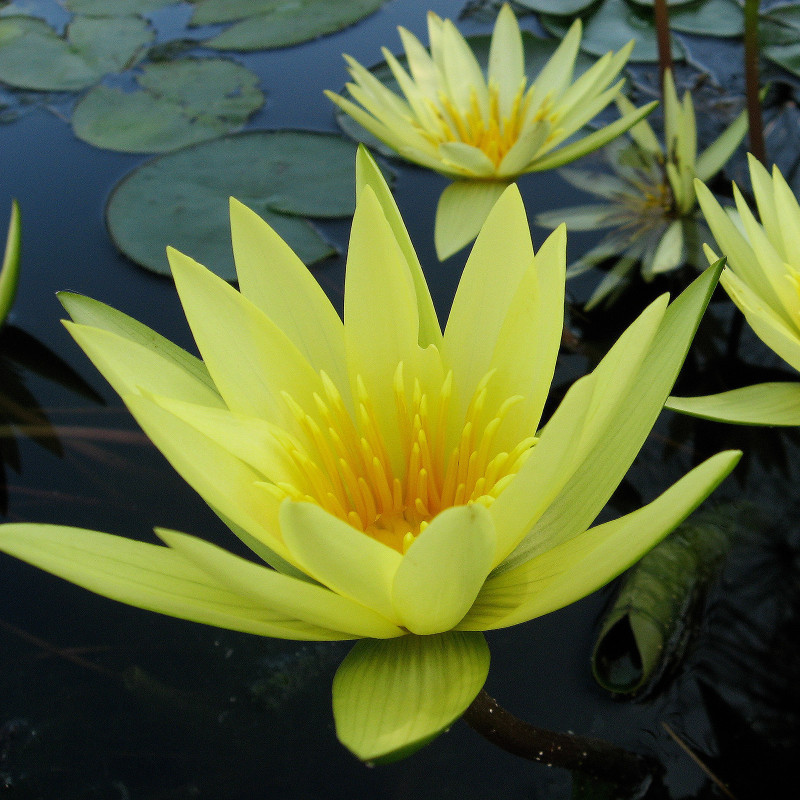 Nymphaea 'St. Louis Gold', nénuphar tropical diurne