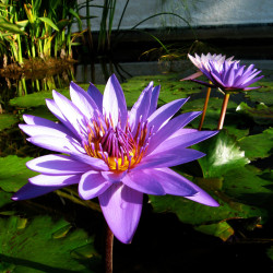 Nymphaea 'Director George T. Moore', nénuphar tropical diurne