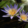 Nymphaea caerulea, nénuphar tropical diurne