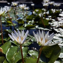 Nymphaea 'Daubenyana', nénuphar tropical diurne