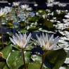 Nymphaea 'Daubenyana', nénuphar tropical diurne