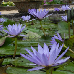 Nymphaea 'Pennsylvannia', nénuphar tropical diurne