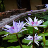 Nymphaea 'Wood's Blue Goddess', nénuphar tropical diurne