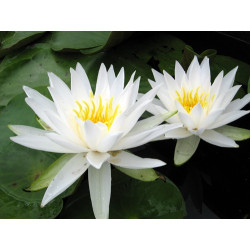 Nymphéa 'White Star', nénuphar blanc rustique