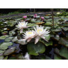 Nymphaea 'Hazorea Dagan White', nénuphar blanc rustique