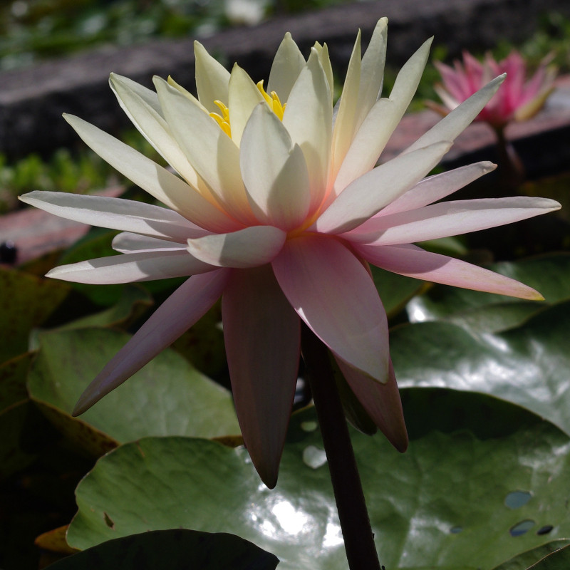 Nymphaea 'Pink Grapefruit', nénuphar rustique couleur cuivre