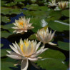 Nymphaea 'Peachglow', nénuphar rustique couleur cuivre