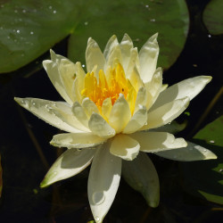 Nymphaea 'Lemon Mist', nénuphar rustique couleur jaune