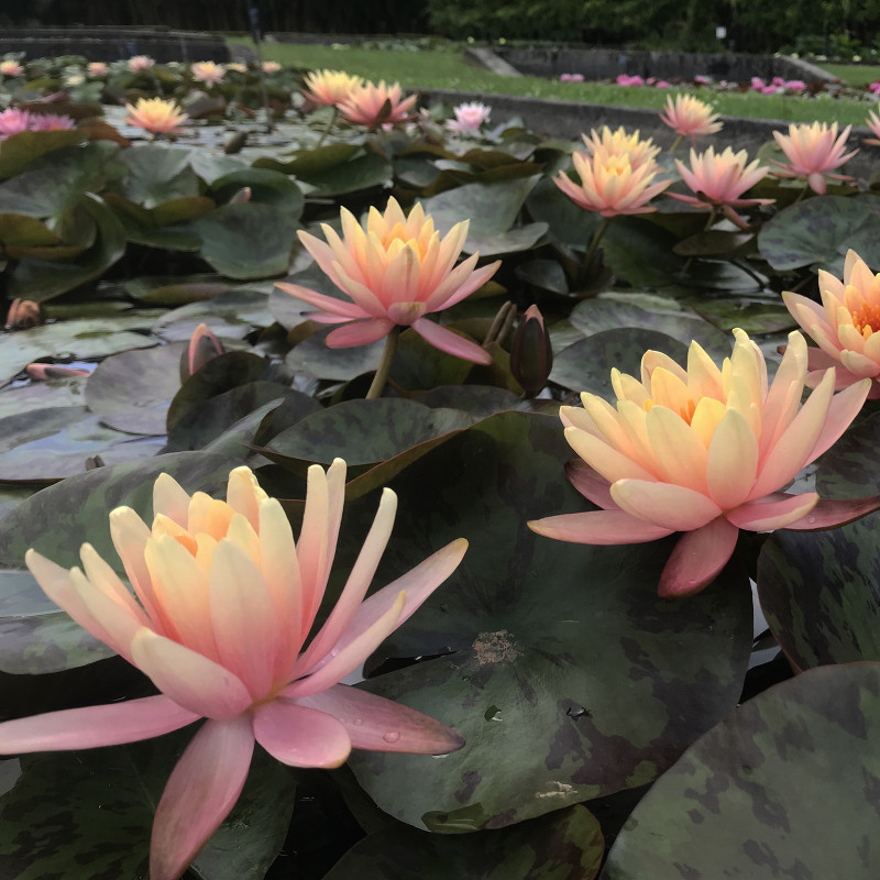 Nymphaea 'Georgia Peach', nénuphar rustique couleur cuivre