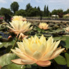 Nymphaea 'Clyde Ikins', nénuphar rustique couleur cuivre