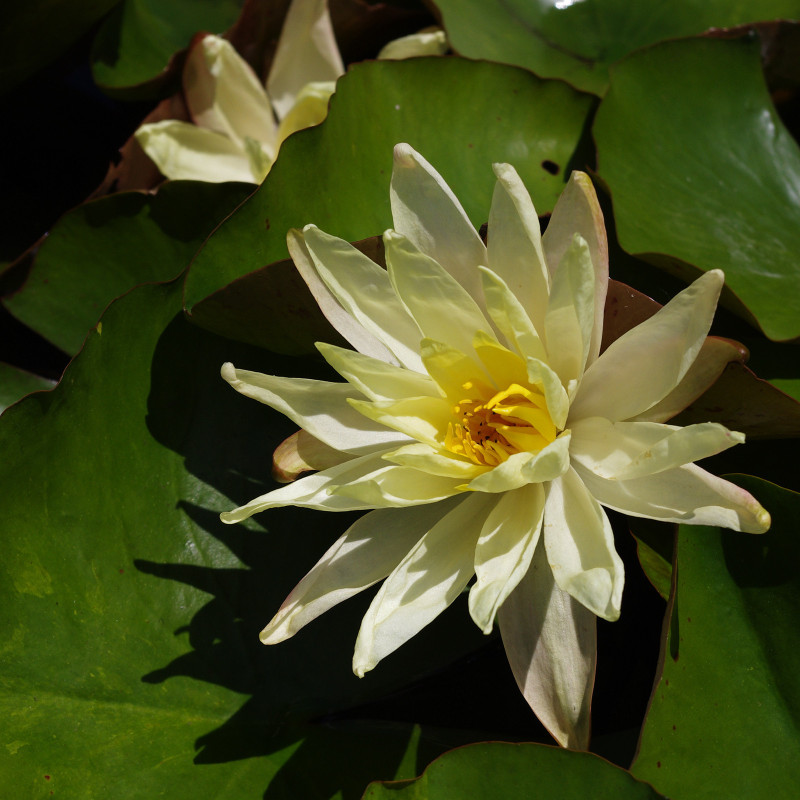 Nymphaea 'Betsy Sakata', nénuphar rustique couleur jaune