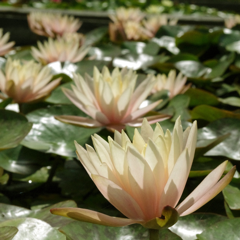 Nymphaea 'Cynthia Ann', nénuphar rustique couleur cuivre