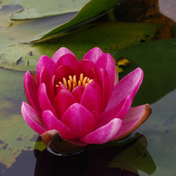 Nymphaea 'Little Champion', nénuphar rustique couleur rouge