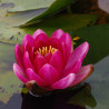 Nymphaea 'Little Champion', nénuphar rustique couleur rouge