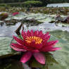 Nymphaea 'Vésuve', nénuphar rustique couleur rouge