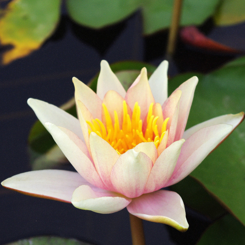 Nymphaea 'J.C.N. Forestier', nénuphar rustique couleur cuivre