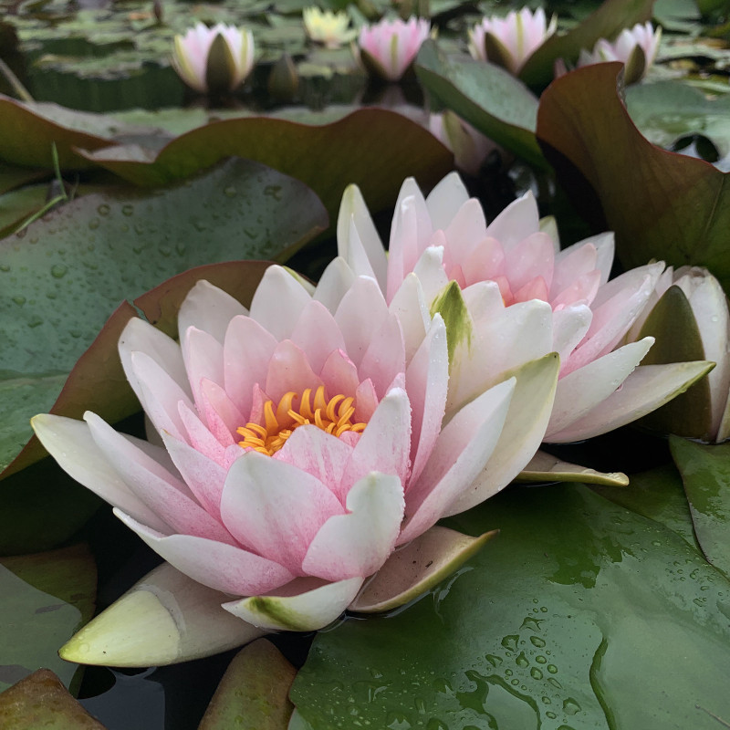 Nymphaea 'Madame Julien Chifflot', nénuphar rustique couleur rose