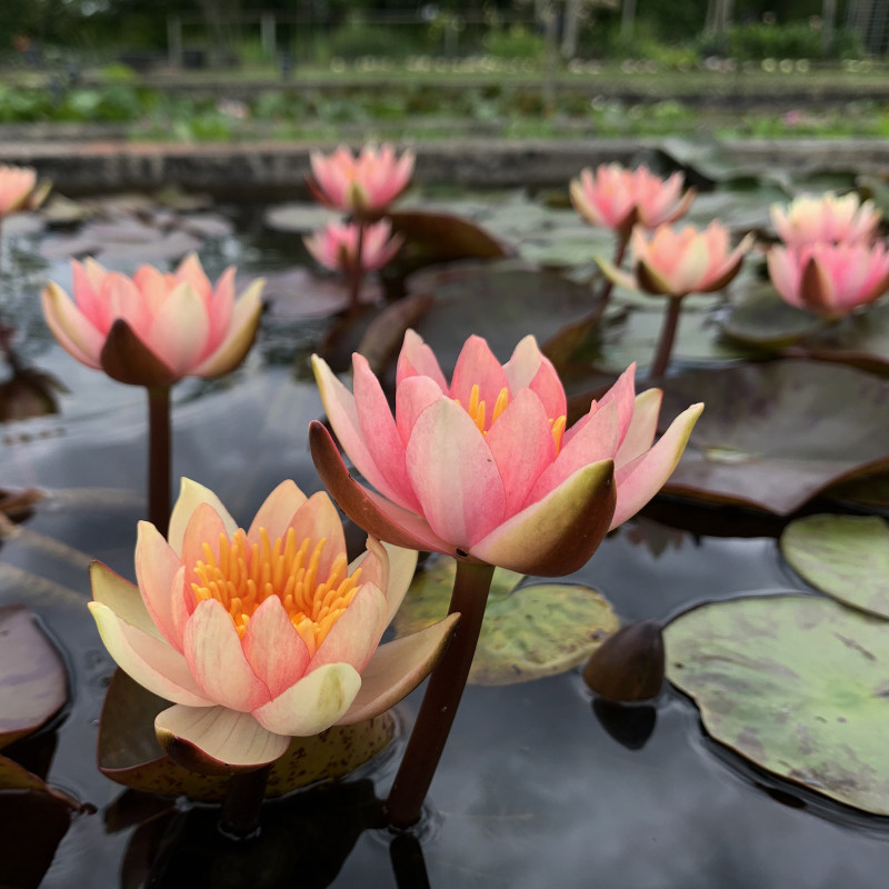 Nymphaea 'Seignoureti', nénuphar rustique couleur cuivre