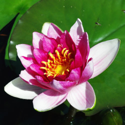 Nymphaea 'Ziyu', nénuphar rustique couleur rouge