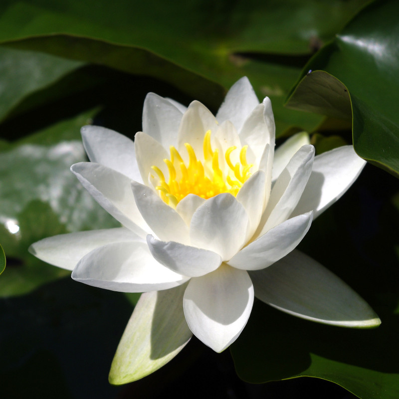 Nymphaea 'Hever White', nénuphar blanc rustique