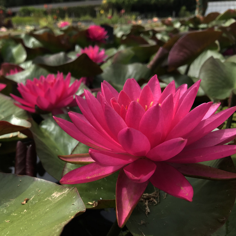 Nymphaea 'Pink Ribbon', nénuphar rustique couleur rose