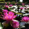 Nymphaea 'Siam Marble', nénuphar rustique couleur bleue/violet