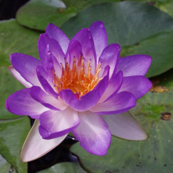 Nymphaea 'Queen Sirikit', nénuphar rustique couleur bleue/violet