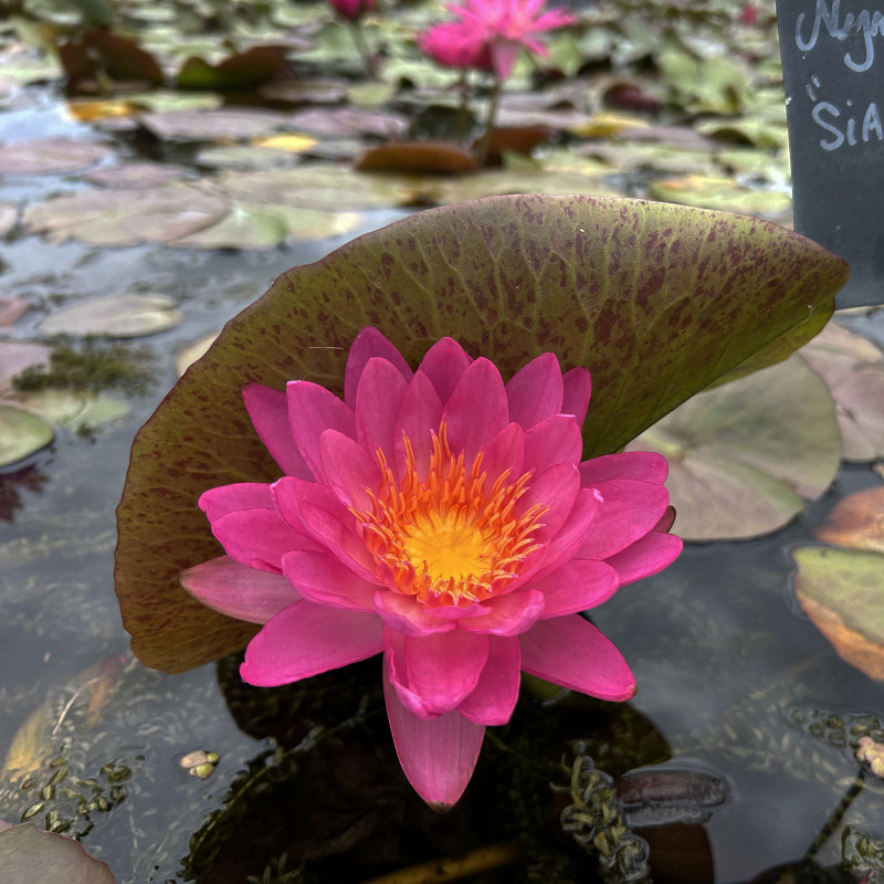 Nymphaea 'Siam Pink 2', nénuphar rustique couleur bleue/violet Nymphaea 'Siam Pink 2', nénuphar rustique couleur bleue/violet
