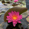 Nymphaea 'Siam Pink 2', nénuphar rustique couleur bleue/violet