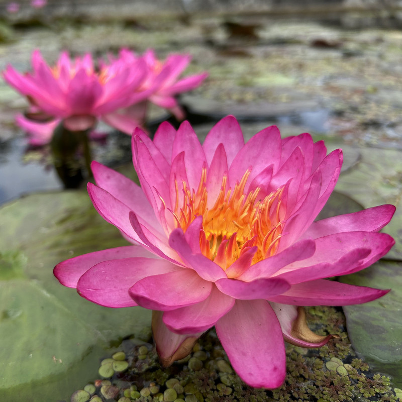 Nymphaea 'Siam Pink', nénuphar rustique couleur rose