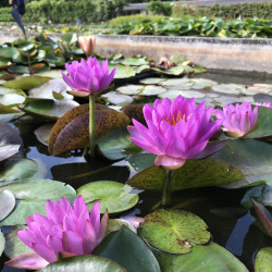 Nymphaea 'Siam Purple 2', nénuphar rustique couleur bleue/violet