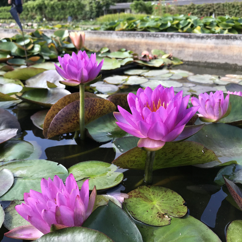 Nymphaea 'Siam Purple 2', nénuphar rustique couleur bleue/violet