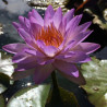 Nymphaea 'Siam Purple 1', nénuphar rustique couleur bleue/violet