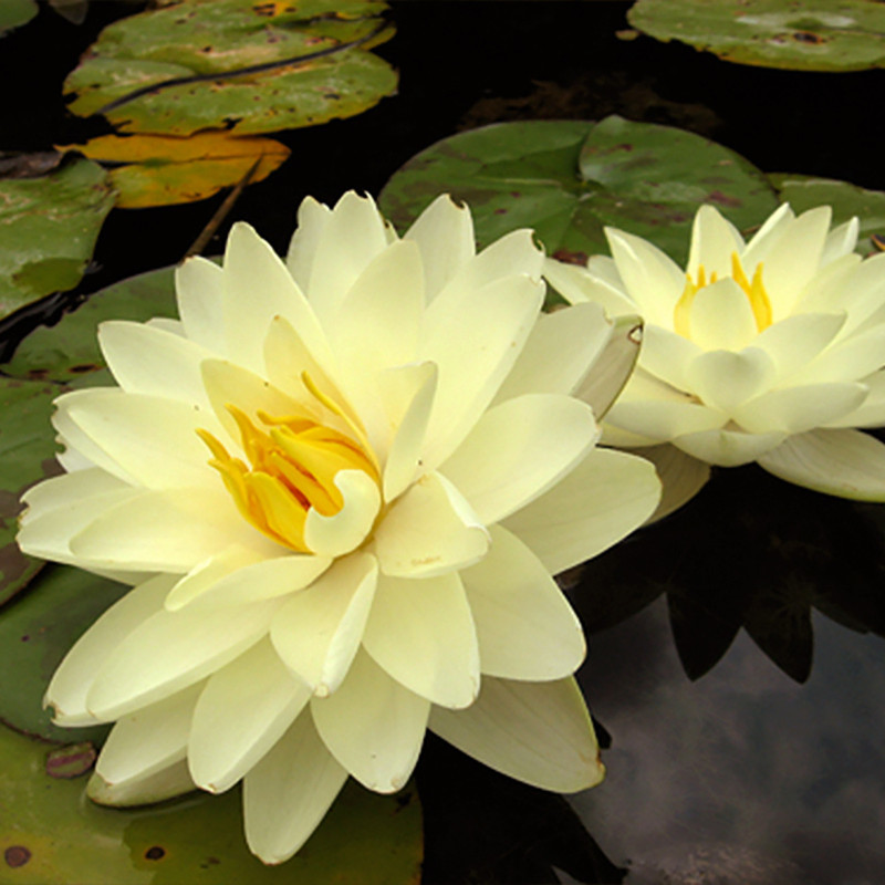 Nymphaea 'Lemon Chiffon', nénuphar rustique couleur jaune