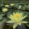 Nymphaea 'Joey Tomocik', nénuphar rustique couleur jaune