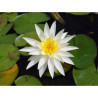 Nymphaea 'Virginia', nénuphar blanc rustique