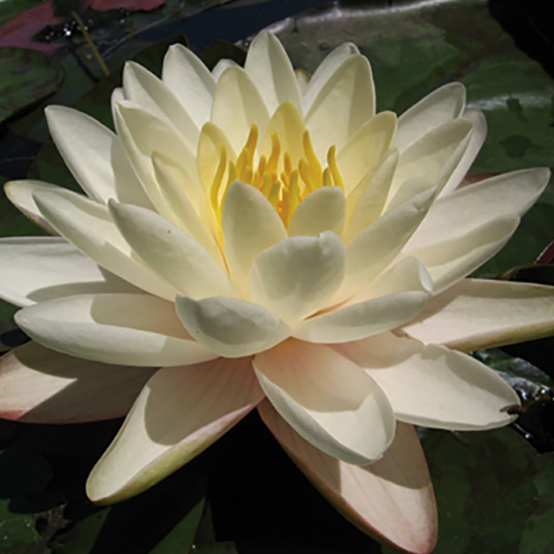 Nymphaea 'Denver', nénuphar rustique couleur jaune