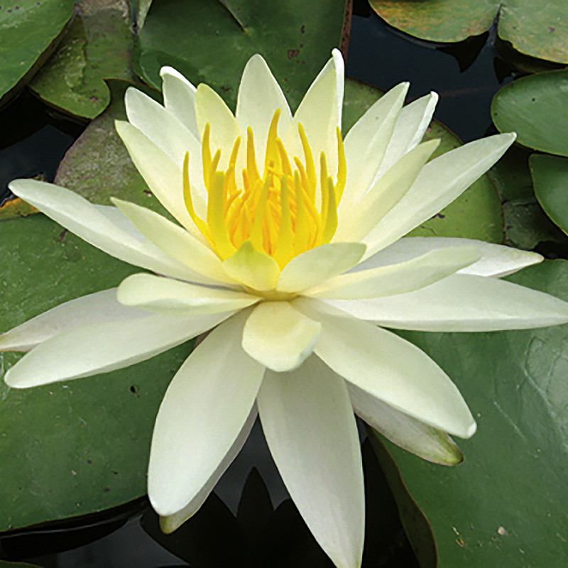 Nymphaea 'Charlene Strawn', nénuphar rustique couleur jaune