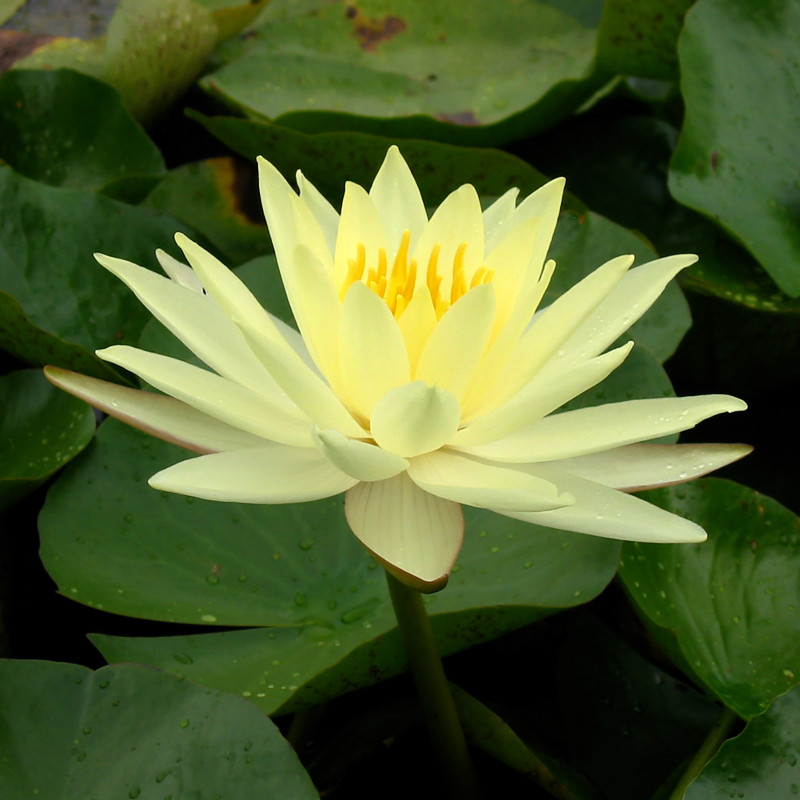 Nymphaea 'Yellow Sensation', nénuphar rustique couleur jaune