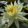 Nymphaea 'Master's Yellow', nénuphar rustique couleur jaune